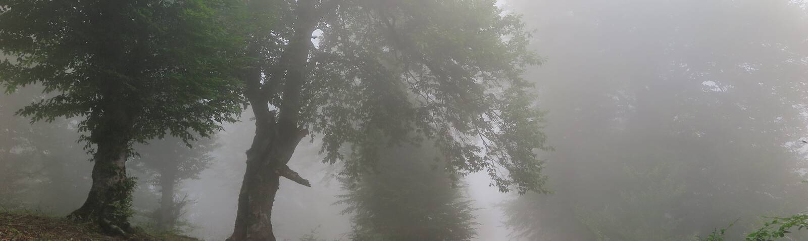 云雾森林